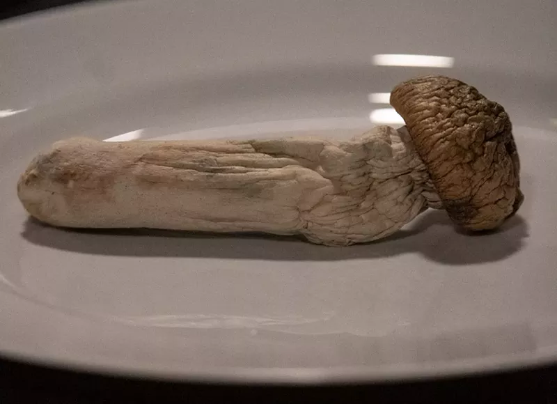 Image: Large magic psilocybin mushroom on a plate