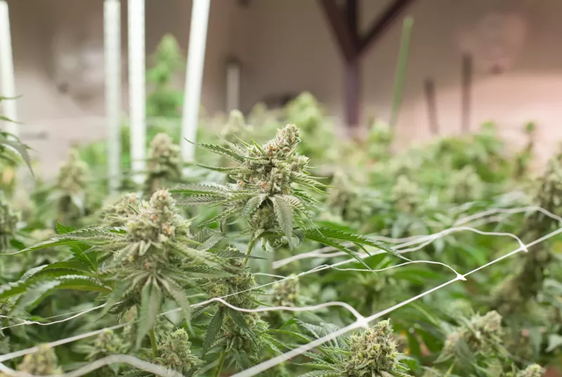 Image: Although cannabis may befoul the nostrils, its terpenes don't pollute the environment, according to a recent study.