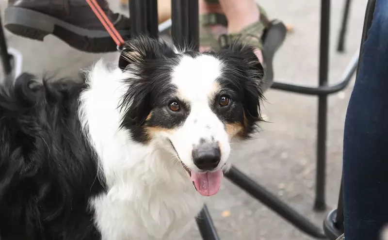 Image: Stirring the Pot: Do Dogs and Dining Mix?
