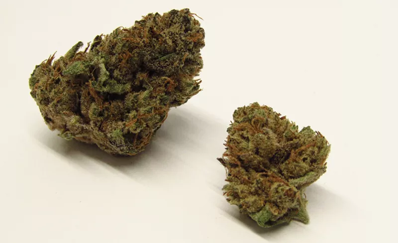 Image: Banana Punch cannabis strain