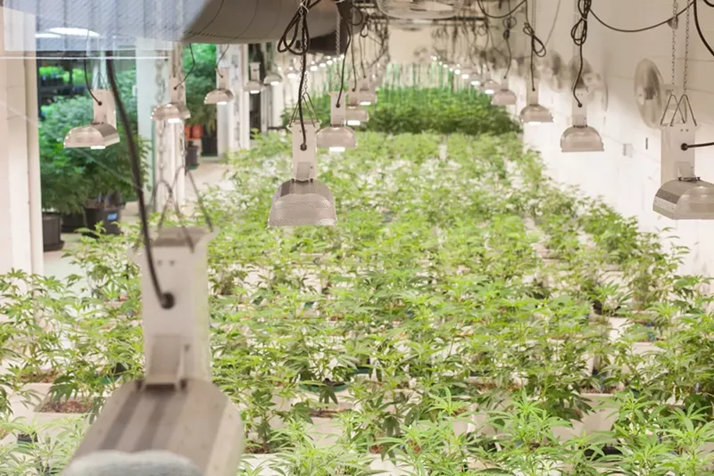 Image: Inside the cultivation for Incredibles, a company that infuses products with THC and CBD,