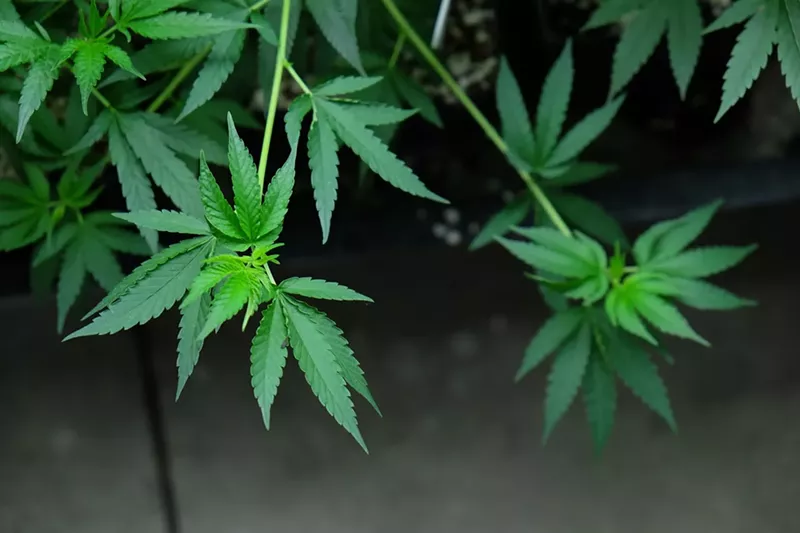 Image: The fourth annual Cannabis Sustainability Symposium visits Denver Friday, October 4.
