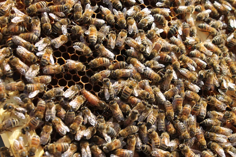 Image: In the winter, bees hibernate, but they get confused on warm days.