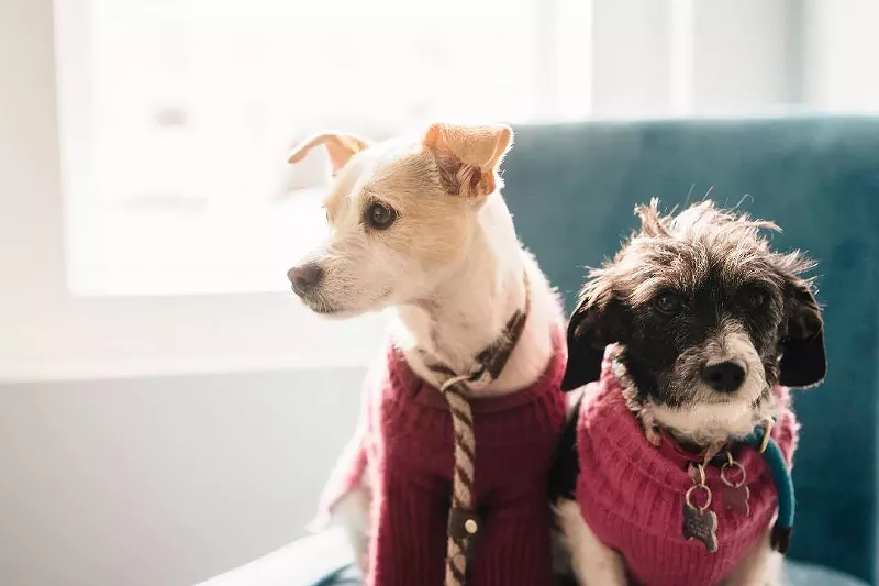 Image: Savi and Oreo at Just Be Kitchen.