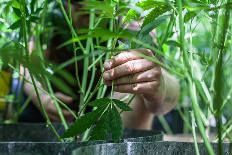 Image: Colorado was fertile ground for marijuana stories in 2021.
