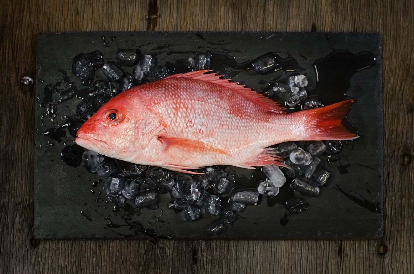 An American red snapper.