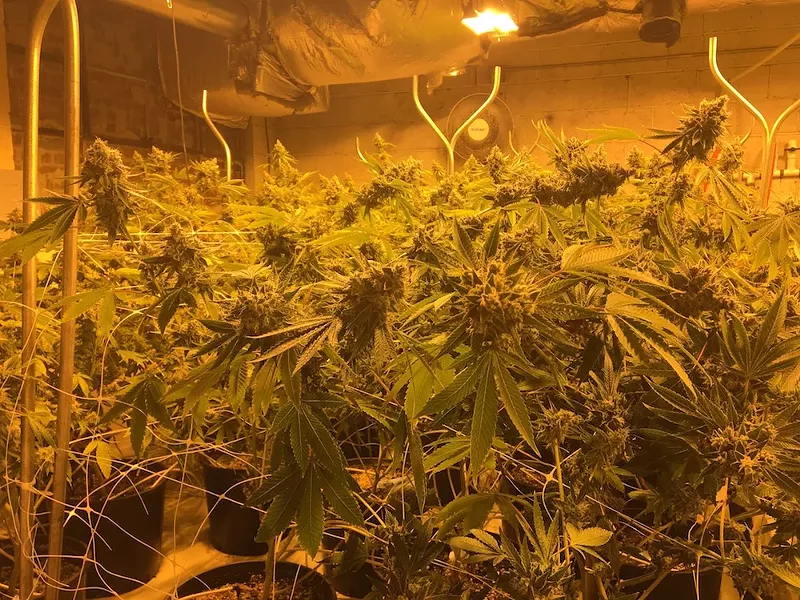 Image: Growing shitty weed is easy, but growing the good stuff takes effort.