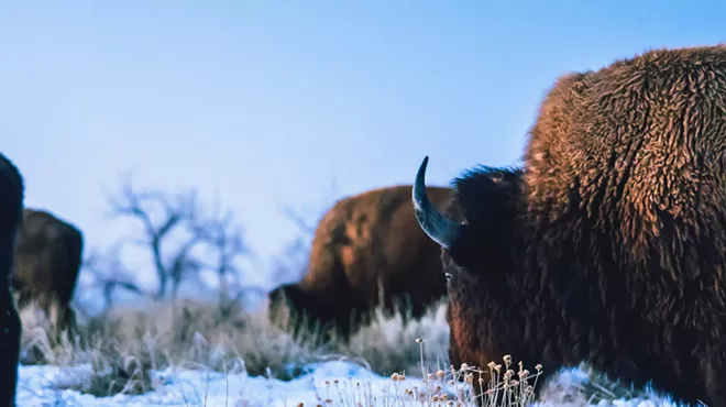 Bison grazing in the snow at the Rocky Mountain Arsenal National Wildlife Refuge