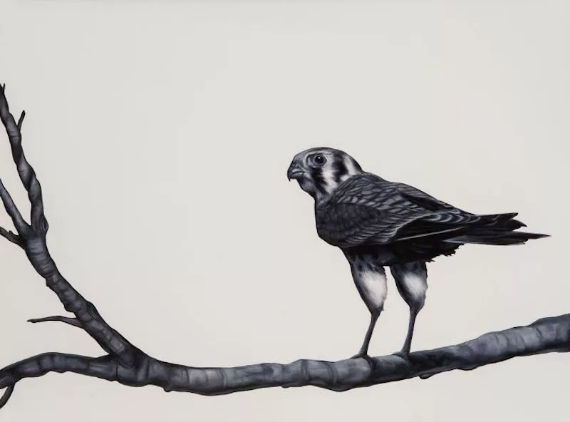 Image: Shelley Reed, “Kestrel,” oil paint.