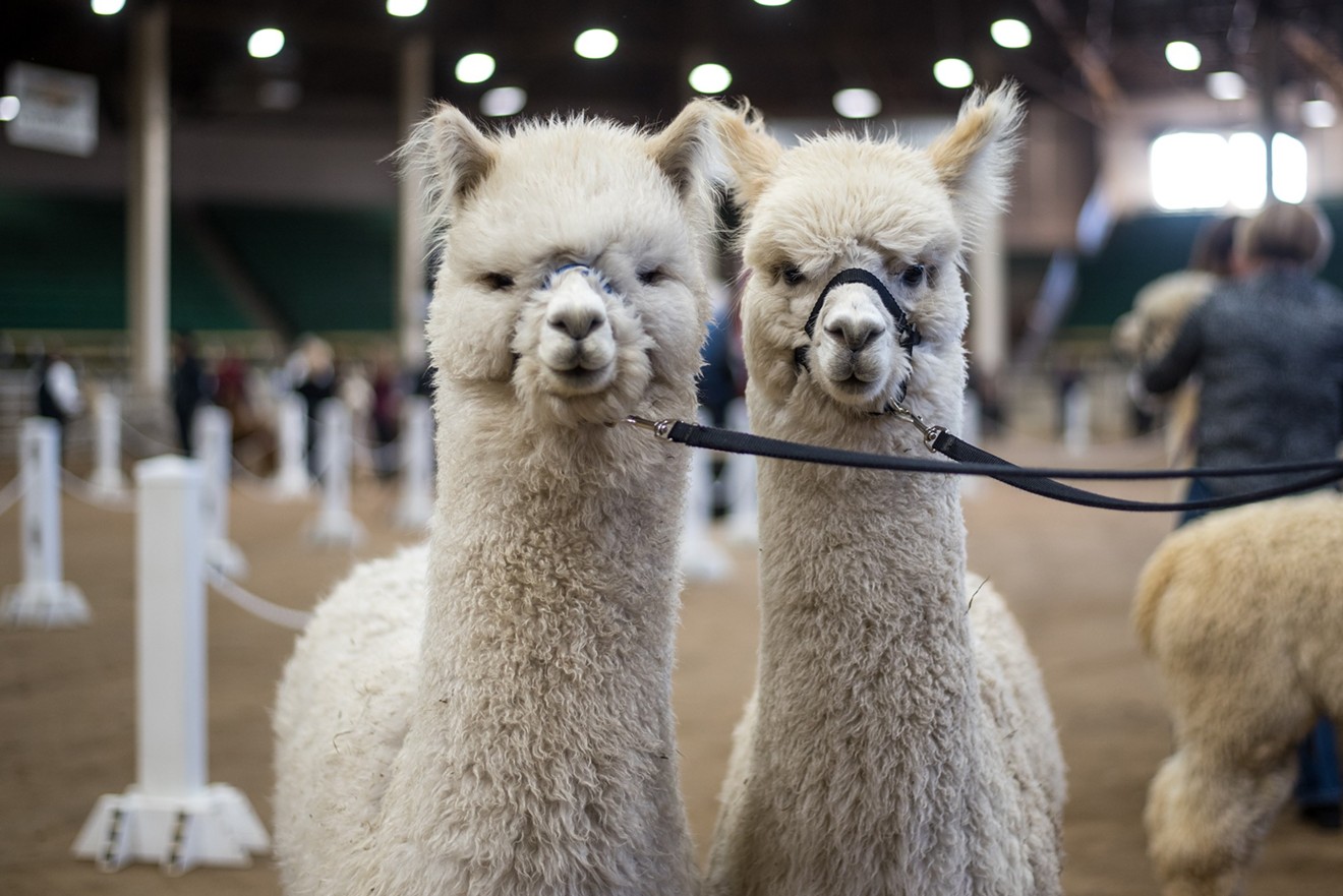 The Great Western Alpaca Show is back in town.