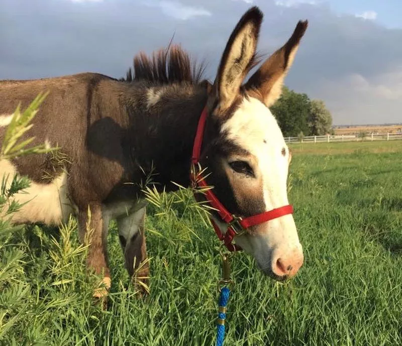 Image: Enjoy a free day of family fun at Allegiance Ranch and Equine Rescue on Sunday, June 10.