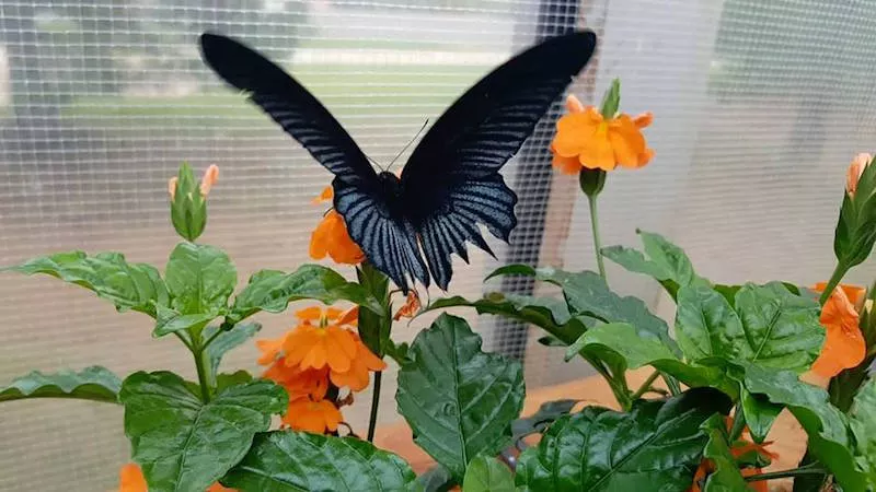 Image: Frolic with butterflies for a fraction of the regular admission price at Butterfly Pavilion's $5 Day on Saturday, November 18.