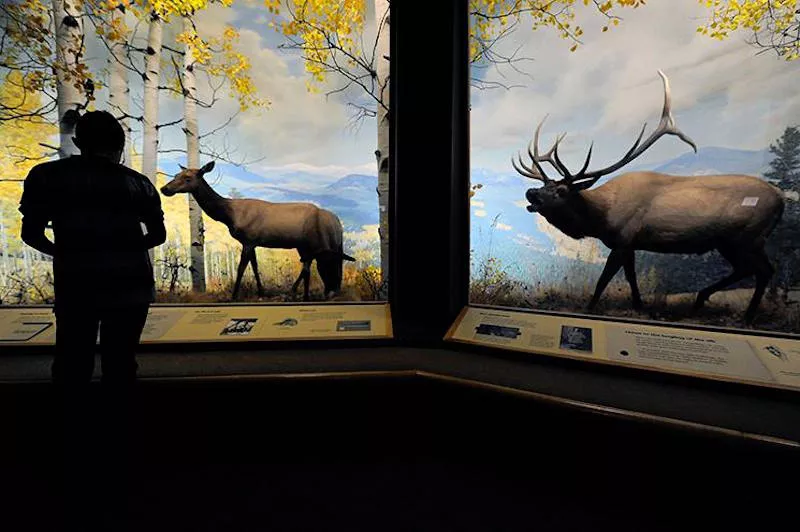 Image: Enjoy a free Narrators show at the Denver Museum of Nature & Science's Free Night on Saturday, November 4.