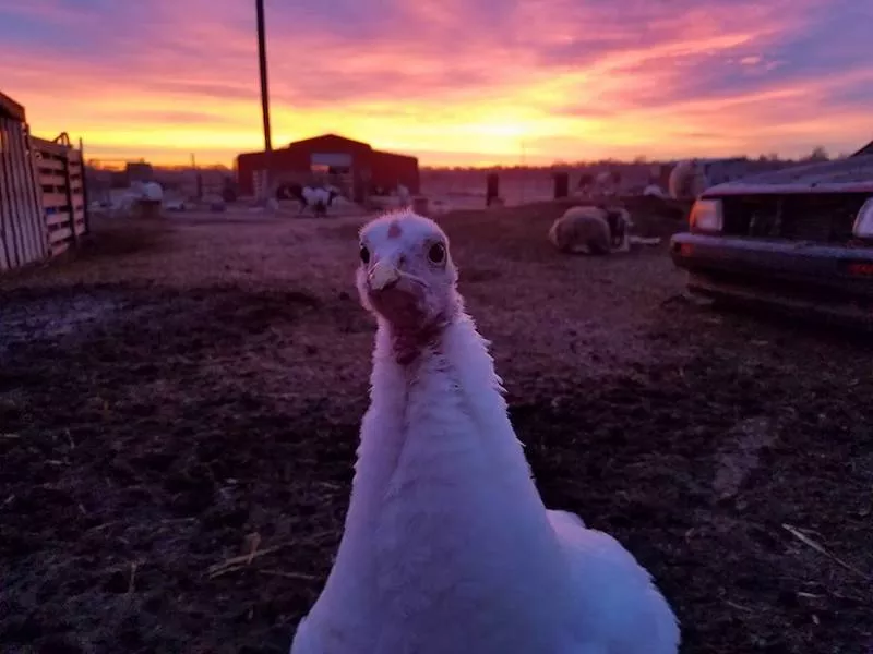 Image: Snuggle the winter blues away at Broken Shovels Farm and Animal Sanctuary on Sunday, January 14.