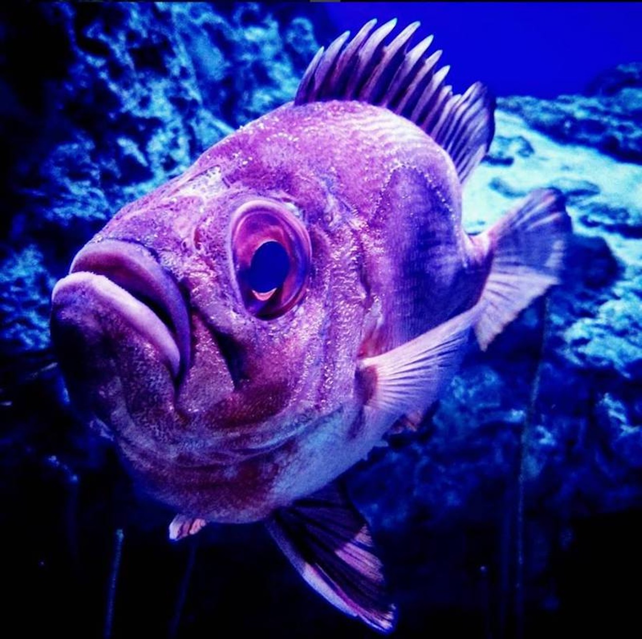 Have some fishy fun at the Downtown Aquarium's Summer Family Night on Thursday, July 26.