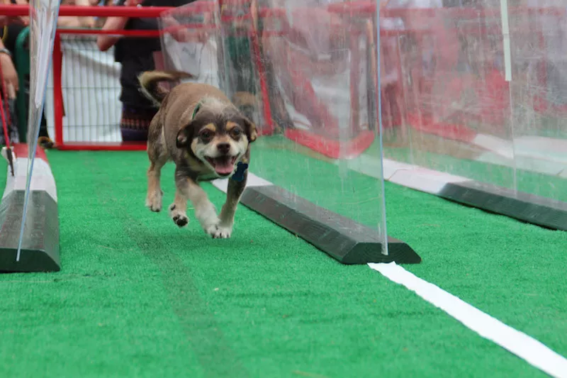 Image: The 31st Annual Cinco de Mayo Festival in Civic Center Park includes the perennially popular Chihuahua races, plus two days of festivities.