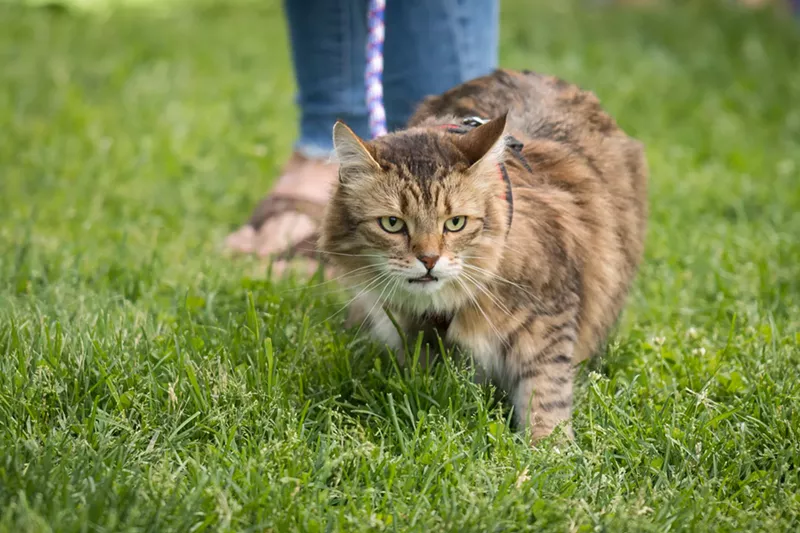 Image: Do you need some cat therapy?