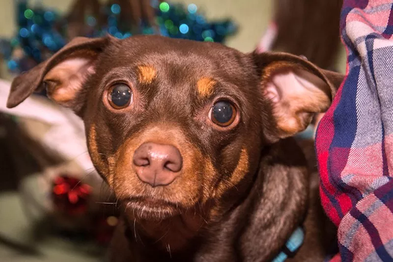 Image: Enjoy a cup with your pup at the Dumb Friends League's Yappy Hour at Infinite Monkey Theorem Winery on Sunday, August 27.