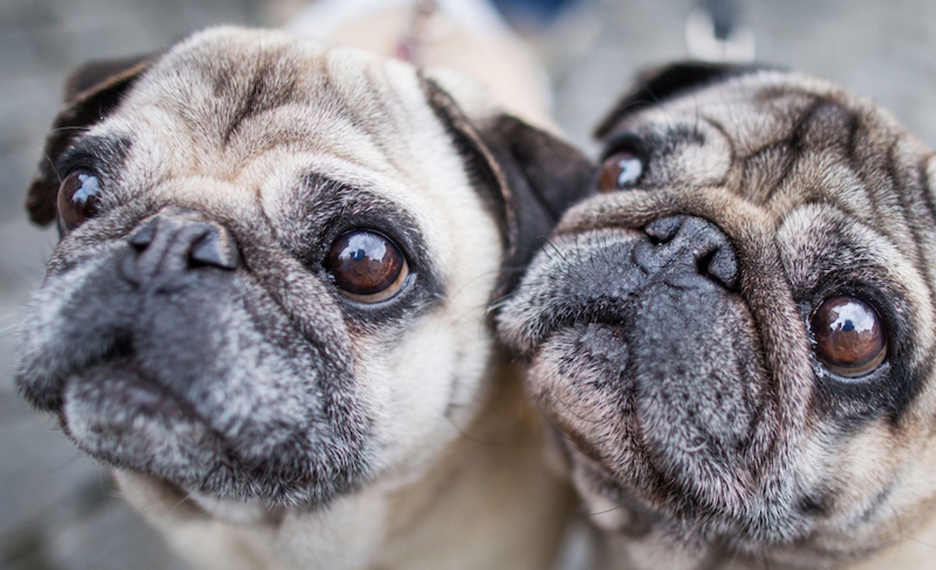 Make some wrinkly pals at the Pugs in the Park fundraiser on Sunday, September 17 at Stapleton Central Park.