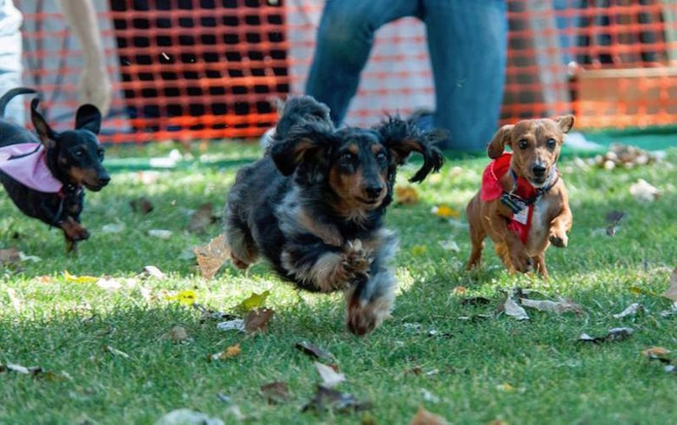 Celebrate the lovably comical dachshund at Dachotber Fest on Saturday, September 30, at Littleton's Progress Park.