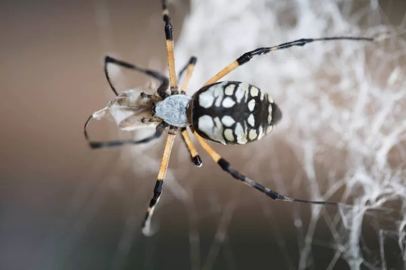 Image: Westminster's Butterfly Pavilion hosts creepy-crawly arachnid encounters every day until Wednesday, October 31.