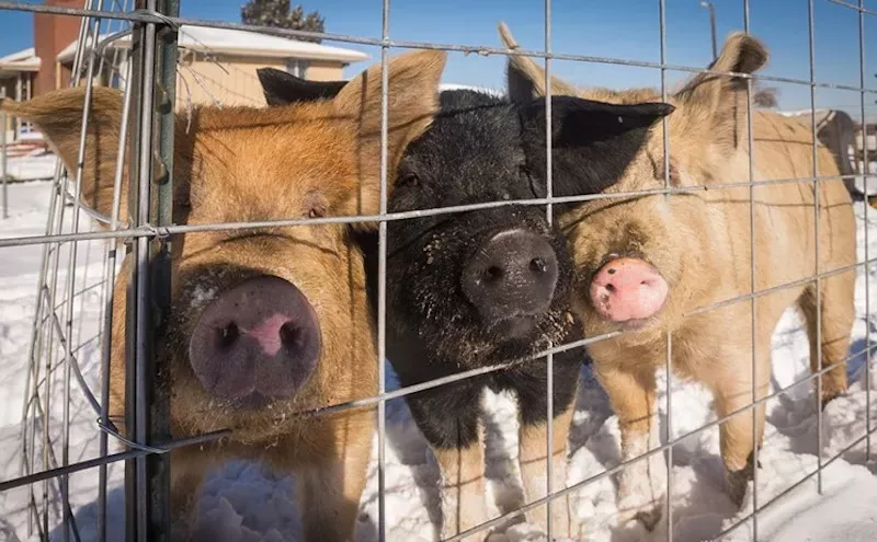Image: Ten Things to Do in Denver for $10 and Under