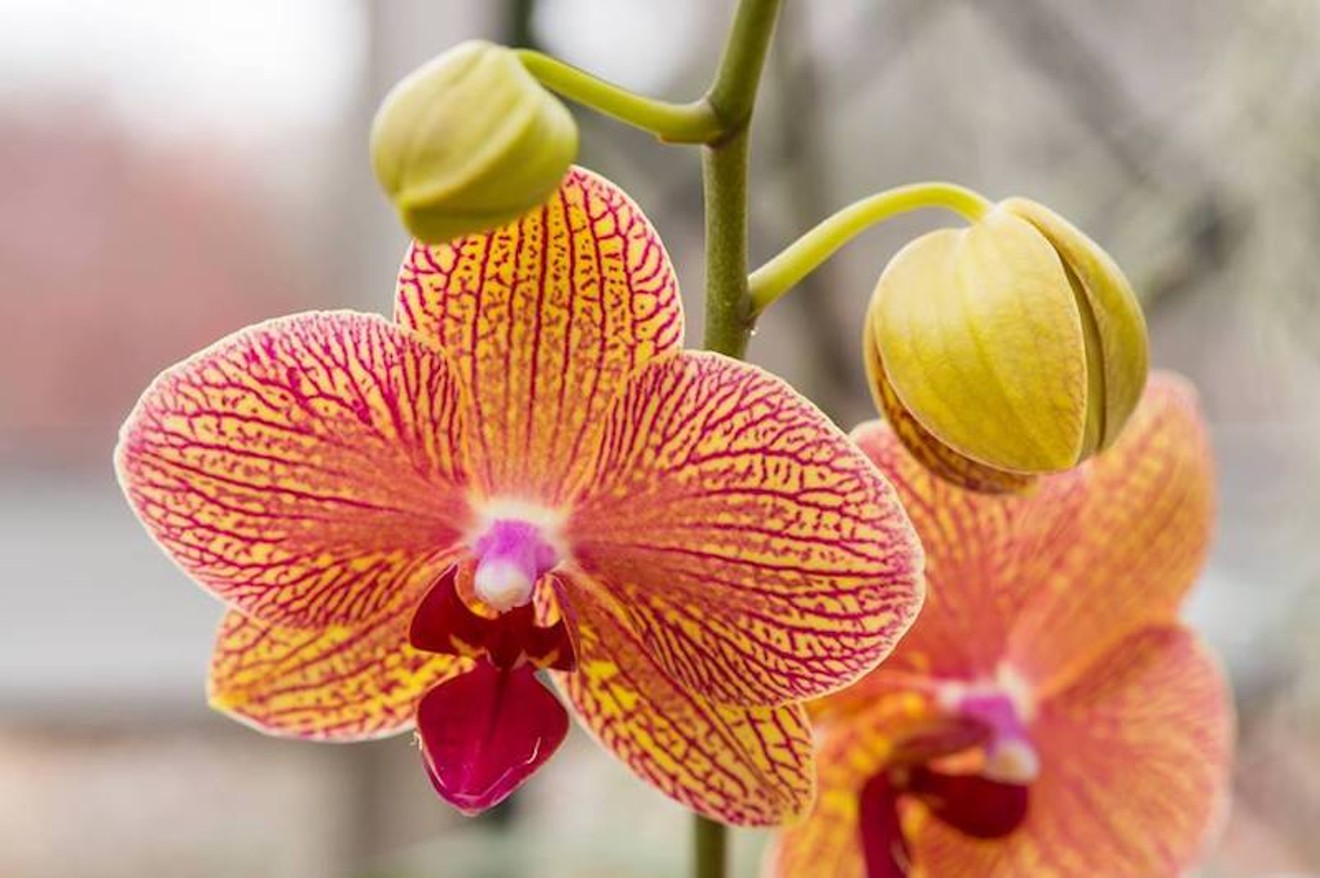 Tap into some flower power at the Denver Orchid Society Show and Sale, March 17 and 18 at the Denver Botanic Gardens.