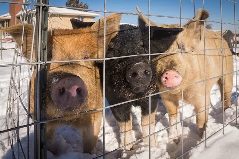 Image: Go hog wild at the Thanks-living Piglet Snuggle and Gift Market at Broken Shovels Farm on Sunday, November 18.