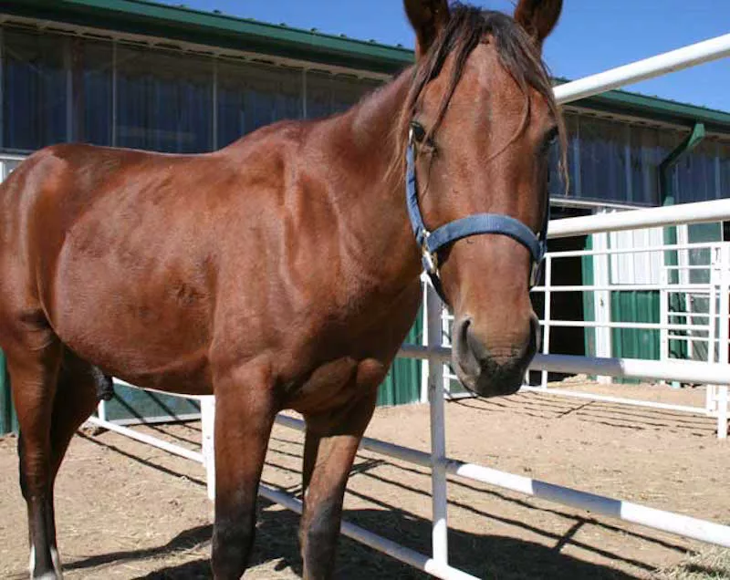 Image: Adopt a horse this Saturday at the Dumb Friends League's Fifth Annual Open House at Harmony Equine Center.