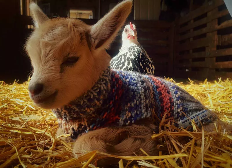 Image: Spend Mother's Day with baby goats at Broken Shovels Farm.