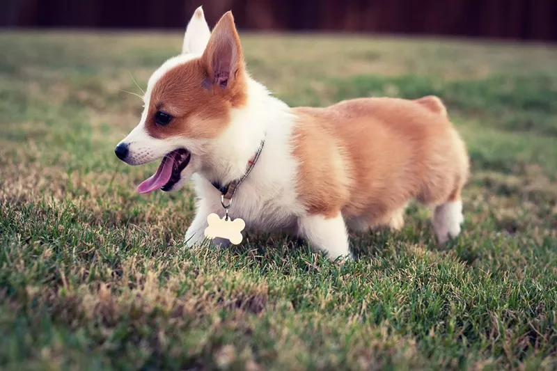Image: Congregate with corgis on Saturday's Corgis Take Over Denver event at Lowry's Great Lawn Park.