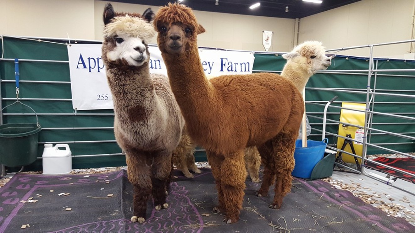 The alpacas come to town this weekend.