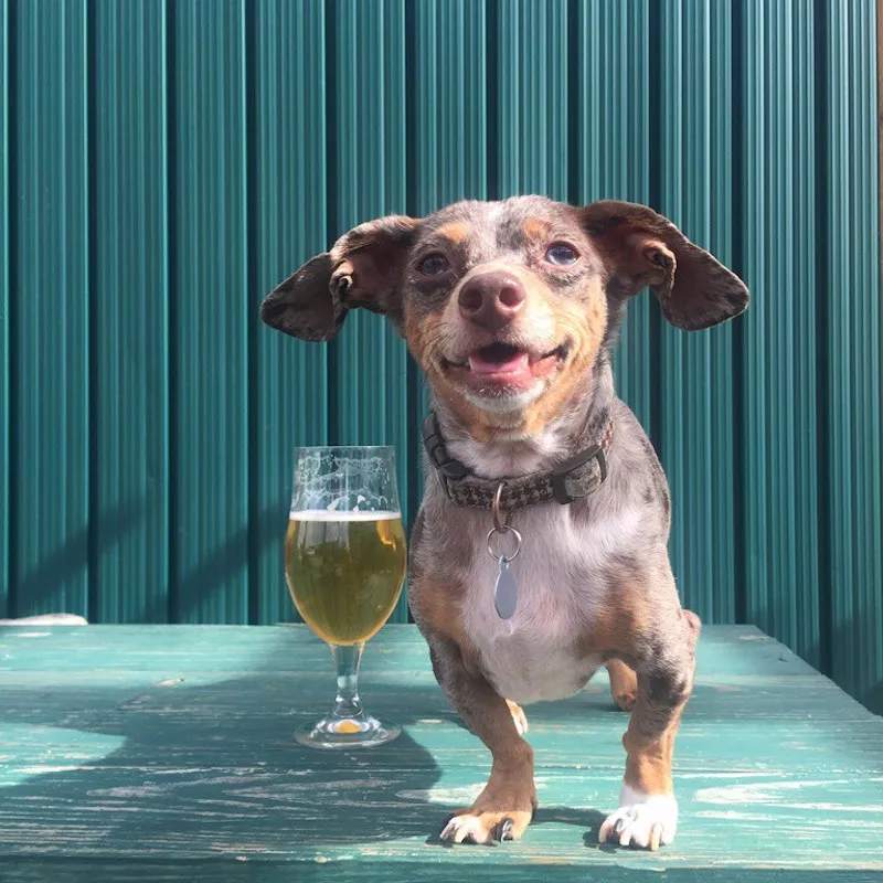 Image: Kick off a week of cheap entertainment with the Dumb Friends' League Yappy Hour Series.