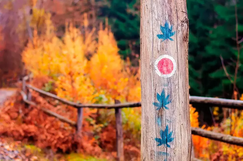 Image: Rule number one: Don't paint the trees with pot leaves.
