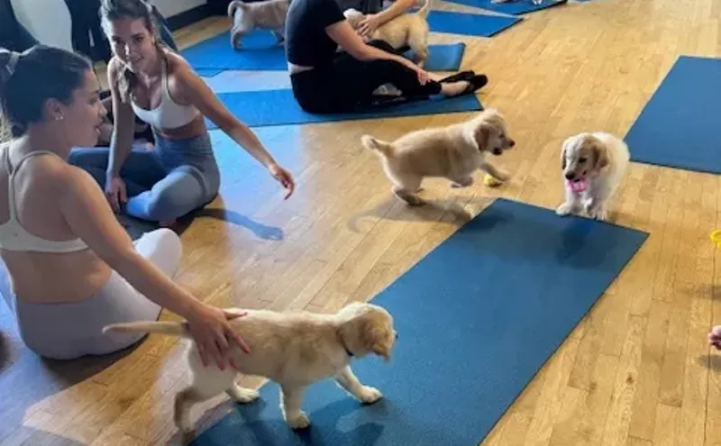 Image: Ten Wildest Yoga Classes in Denver: Kangaroos, Nudity, Puppies and More