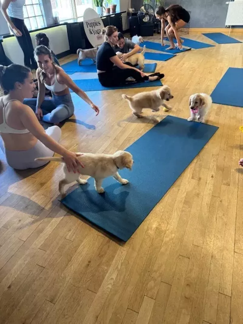 Image: People do yoga while puppies walk around