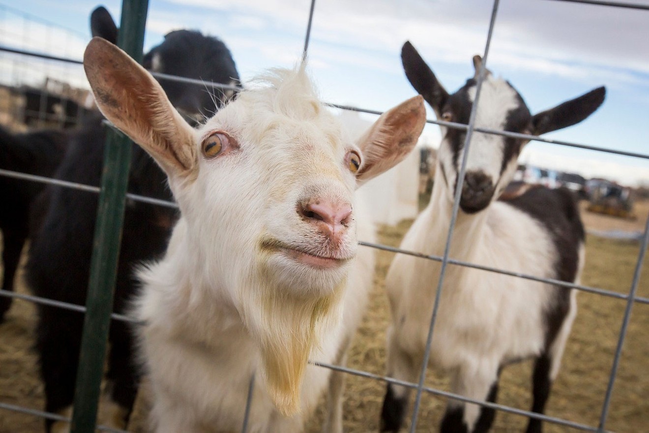 Take your love of goats to new heights at a fundraiser for Broken Shovels Farm on Monday.