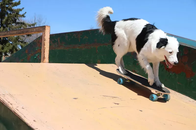 Image: The National Western Stock Show is going to the dogs.