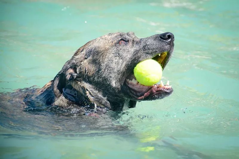 Image: Dive into the Doggie Plunge.