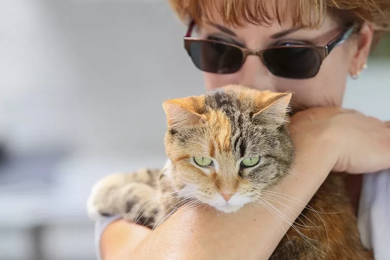 Image: Celebrate the furry four-legged terrorist you live with at the Cat Video Fest.