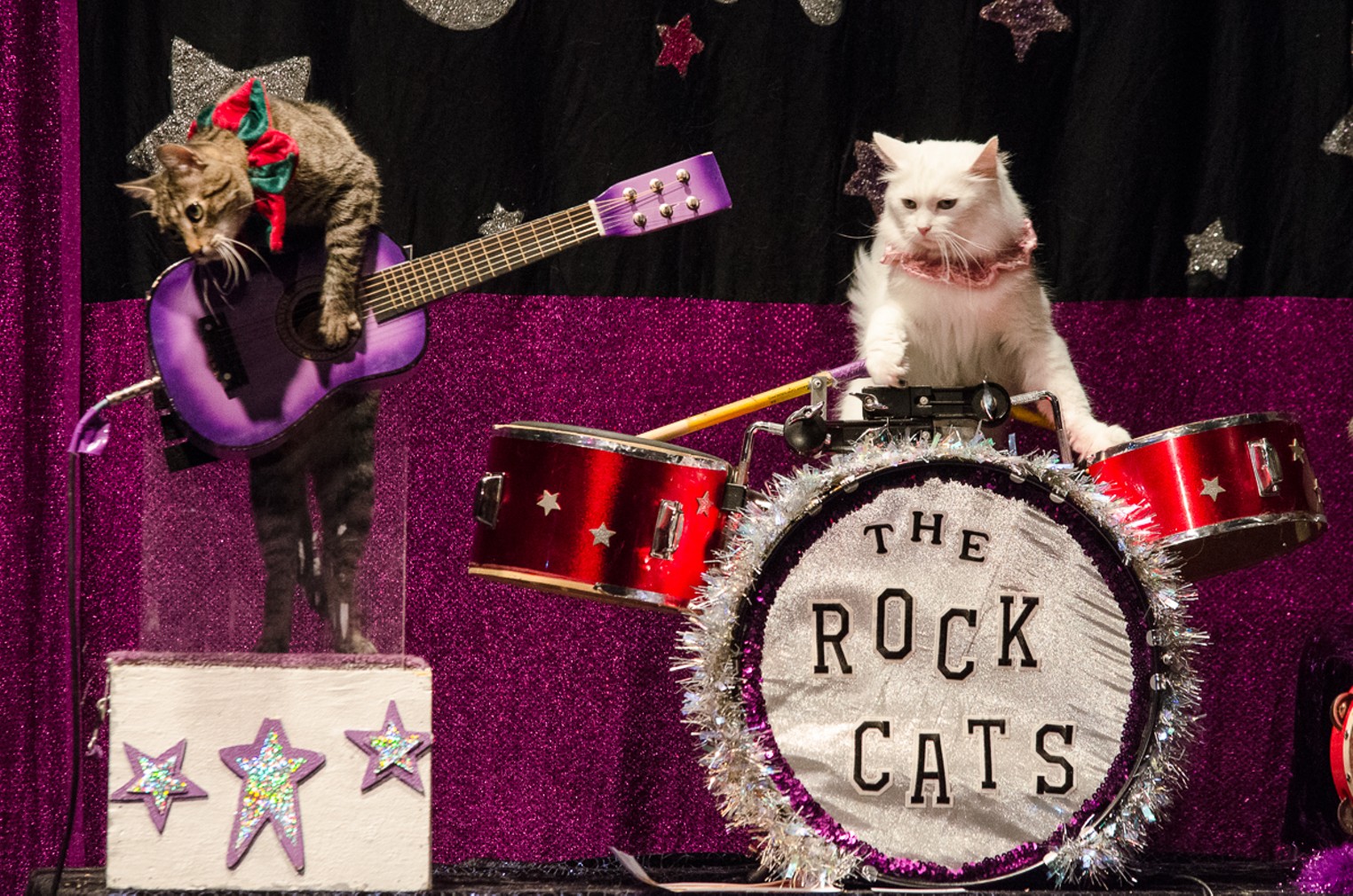 The AcroCats Come to Denver Denver Denver Westword The Leading