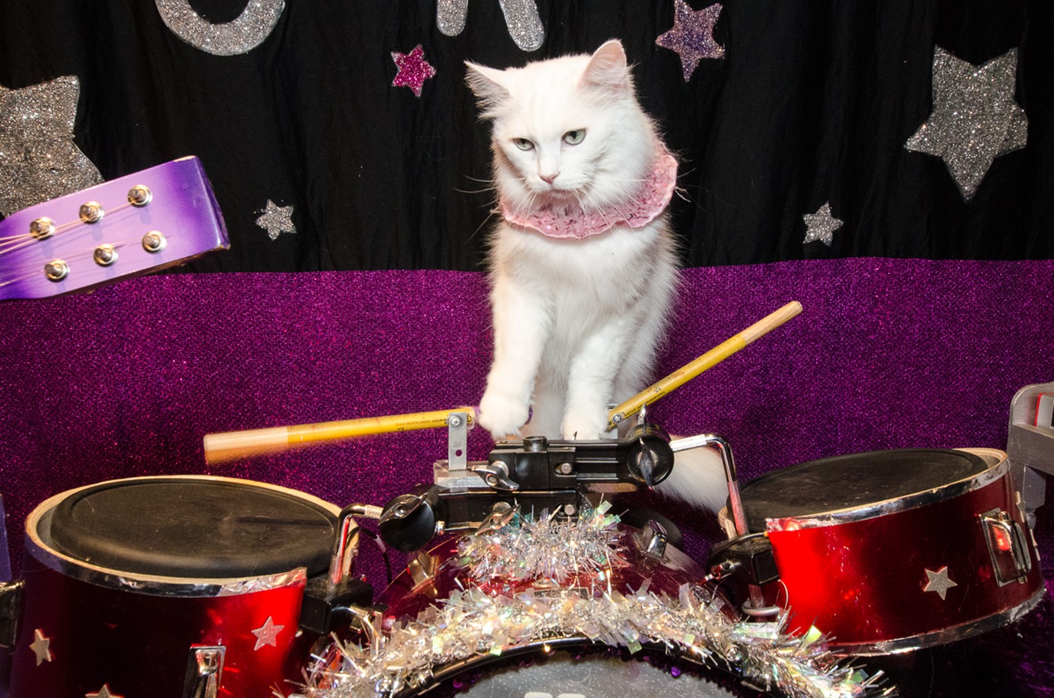 The AcroCats Come to Denver Denver Denver Westword The Leading