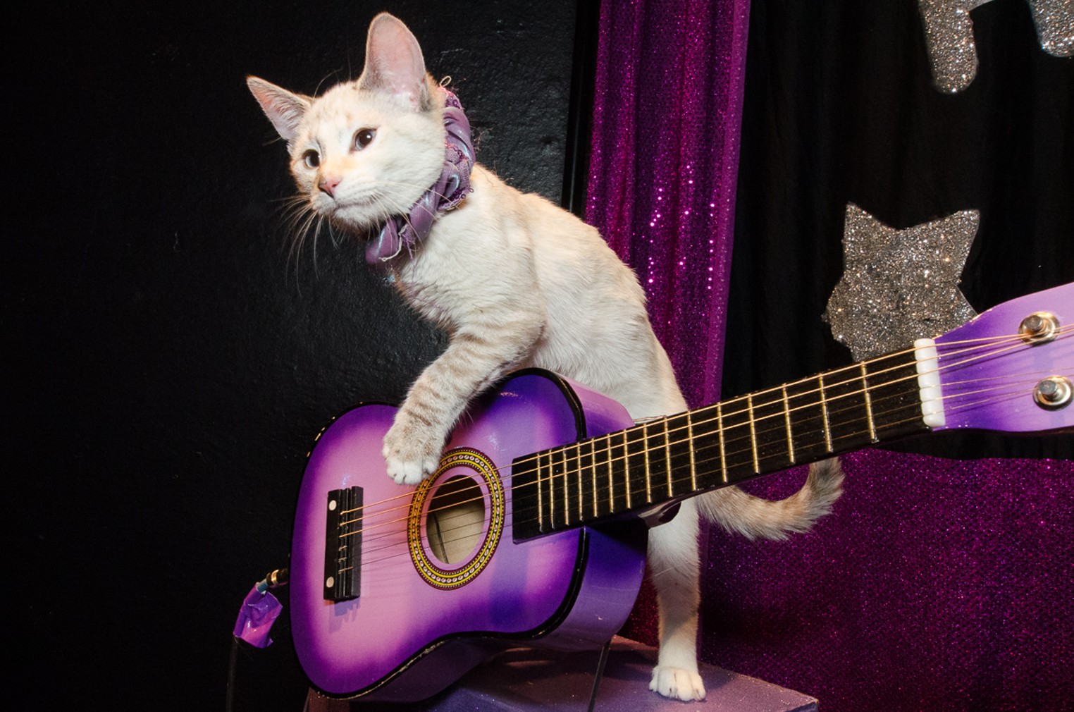 The AcroCats Come to Denver Denver Denver Westword The Leading