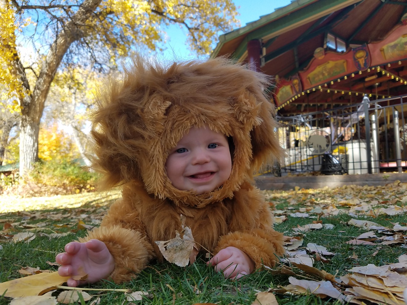 A wild baby lion roaming free during Boo at the Zoo.
