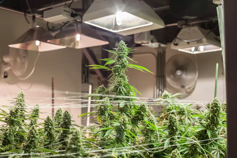 Image: Researchers stress the importance of proper air filters to keep terpenes from interacting with outside air.