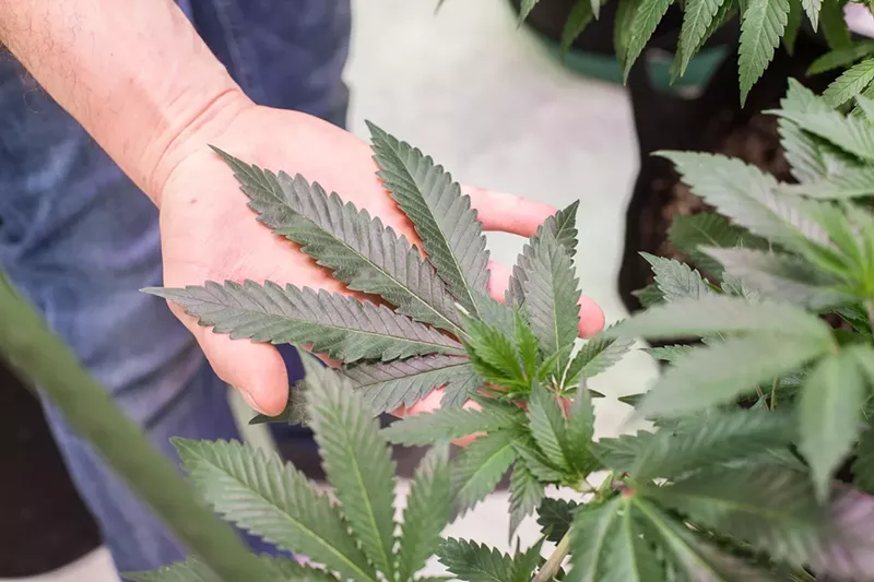 Image: marijuana leaf on the palm of a hand