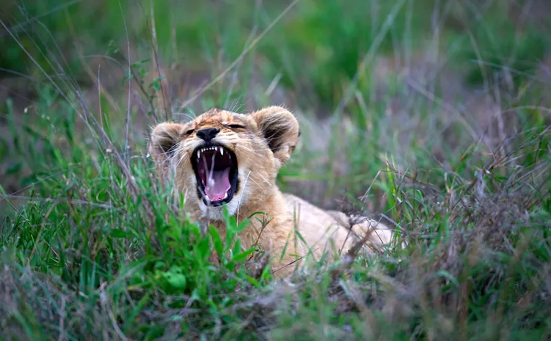 Image: The Denver Zoo Has a New Pride and Joy –– Two, Actually