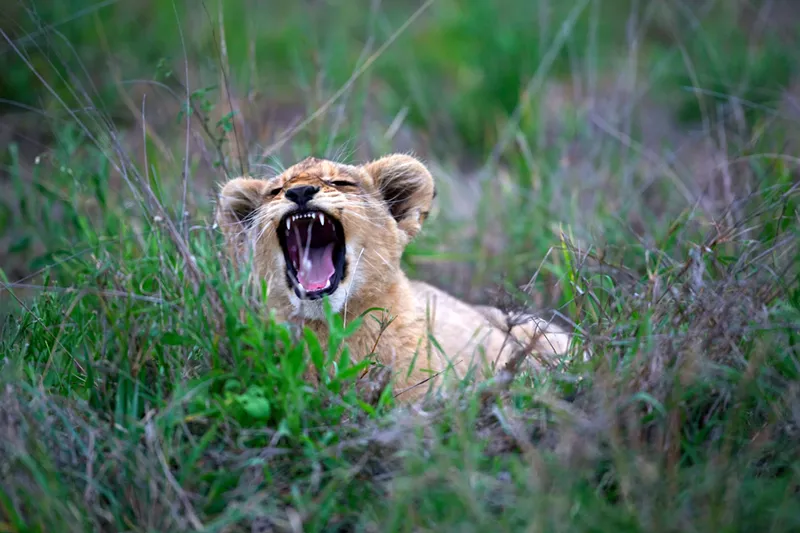Image: When the newborn cubs are ready to leave the pen, they'll join the rest of their pride on Predator Ridge.