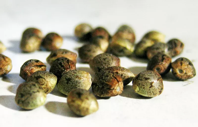 Image: Hemp and marijuana are the same plant with different THC amounts in their blooming flowers, but neither hemp nor marijuana seeds exceed 0.3 percent THC.