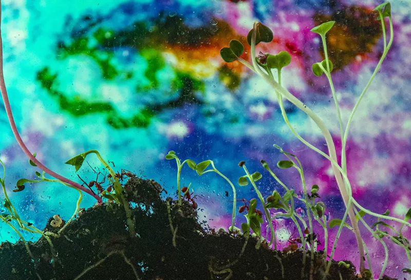 Image: an ant farm with a psychedelic image as the backdrop